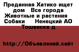 Преданная Хатико ищет дом - Все города Животные и растения » Собаки   . Ненецкий АО,Тошвиска д.